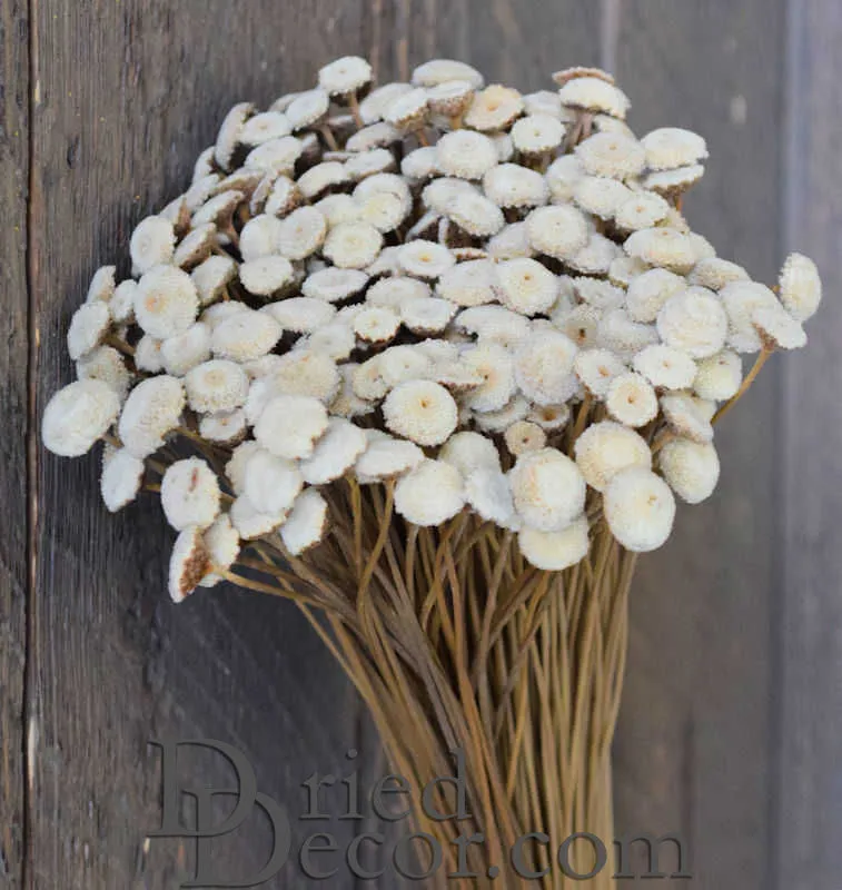 Dried Floral Button Flowers - Natural Color