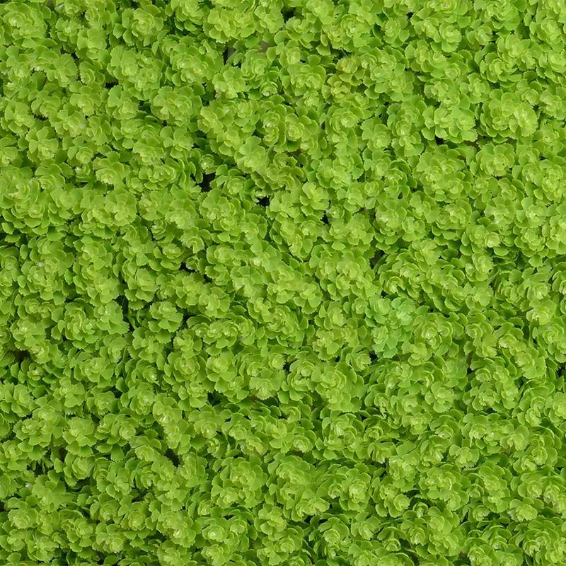 Sedum Panel 21" - Light Green